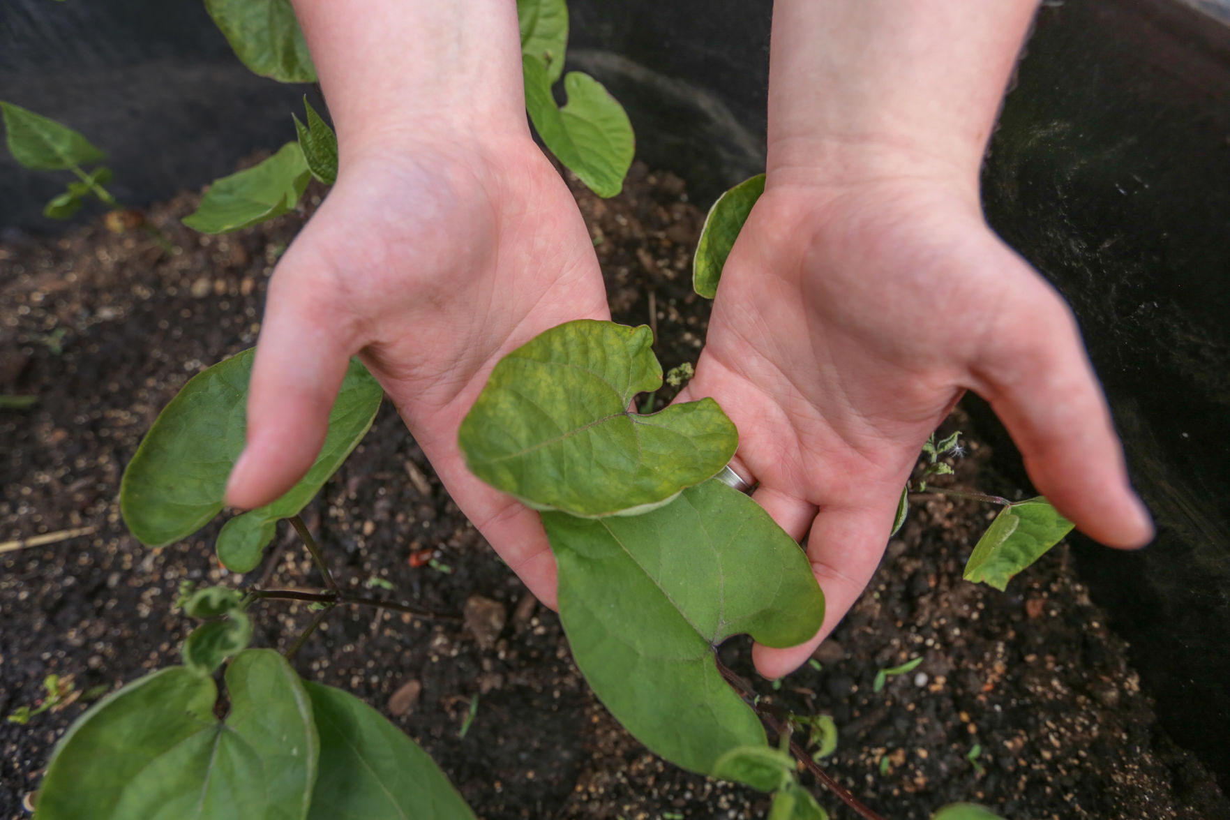 Chesterton High School students create a community garden